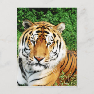 Große Katzen - 12 Postkarte