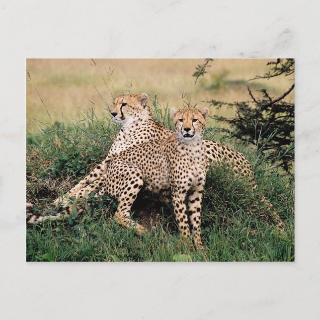 Große Katzen - 13 Postkarte (Vorderseite)