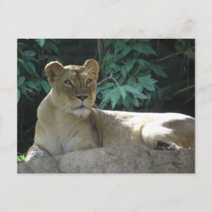 Große Katzen - 2 Postkarte