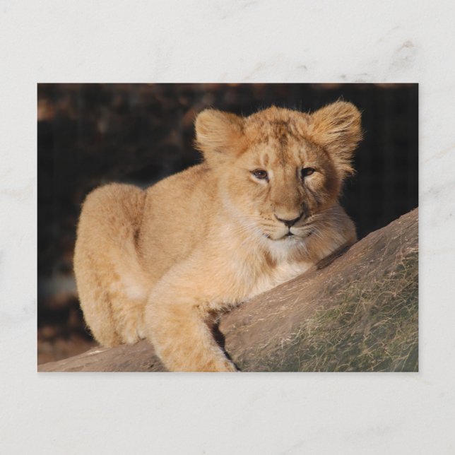 Große Katzen - 8 Postkarte (Vorderseite)