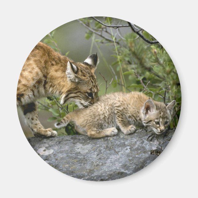 Große Katzen - 9 Magnet (Vorne)
