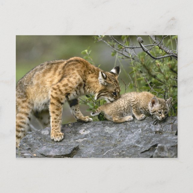 Große Katzen - 9 Postkarte (Vorderseite)