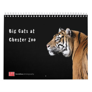 Große Katzen am Chester-Zoo-Kalender Kalender