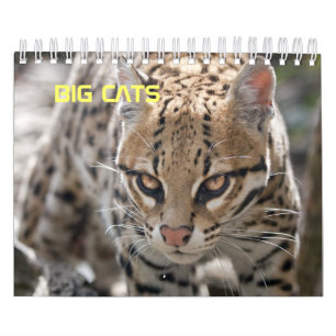 Große Katzen Kalender