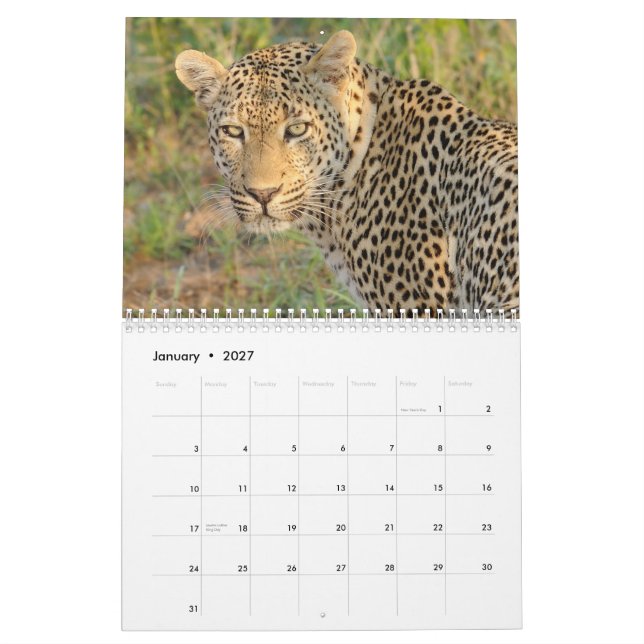 Große Katzen von Südafrika-Kalender Kalender (Jan 2027)