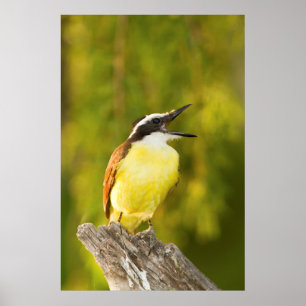 Große Kiskadee, die von Perch aus anruft Poster