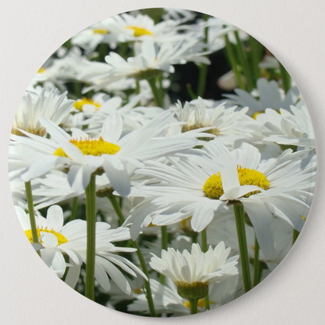 Große Knopftaste Glückliche Weiße Gänseblümchen Bl Button (Vorderseite)
