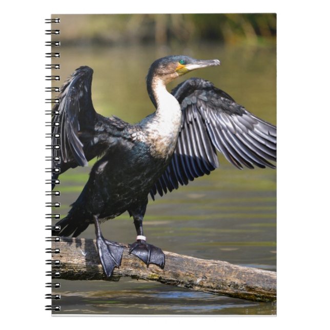 Große Kormorane mit geöffneten Flügeln Notizblock (Vorderseite)