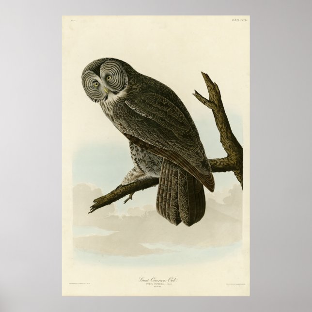 Große krummige Schale von Audubon Vögeln in Amerik Poster (Vorne)