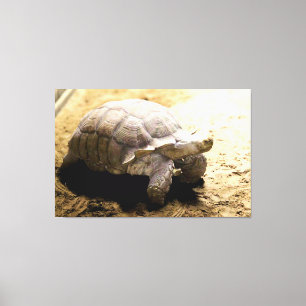 Große Landschildkröte auf sandigem Boden Leinwanddruck