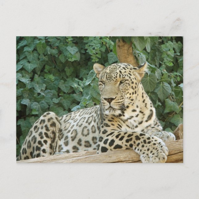 Große Leoparden, die auf einem Baumprotokoll stehe Postkarte (Vorderseite)