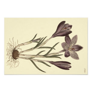 Große lila Frühlings-Krokus botanische Illustratio Fotodruck