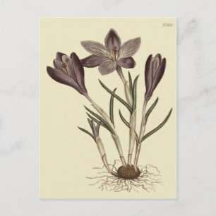 Große lila Frühlings-Krokus botanische Illustratio Postkarte