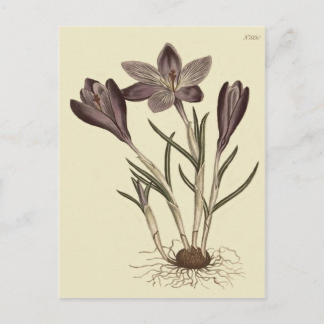 Große Lila Frühlingskrokus Botanische Illustration Postkarte (Vorderseite)