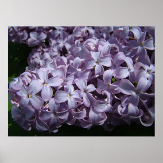 Große Lilac Blooms Poster
