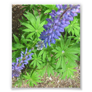 Große Lupine Fotodruck