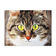Große mit Augen niedliche Katzenportraits