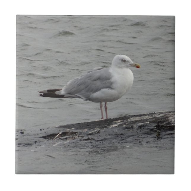 Große Möwe Fliese (Vorderseite)
