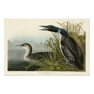 Große Nordtaucher Loon Audubon Birds of America Fotodruck