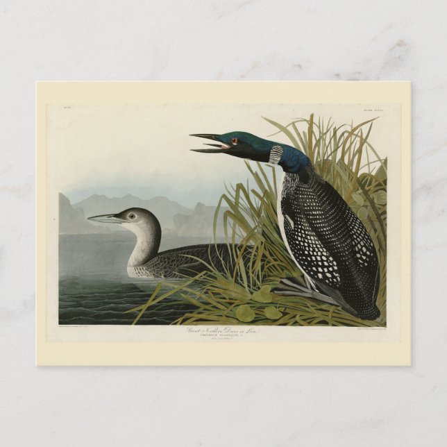 Große Nordtaucher Loon Audubon Birds of America Postkarte (Vorderseite)