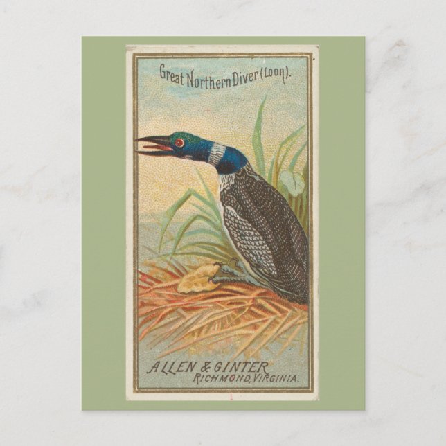 Große Nordtaucher (Loon) Postkarte (Vorderseite)