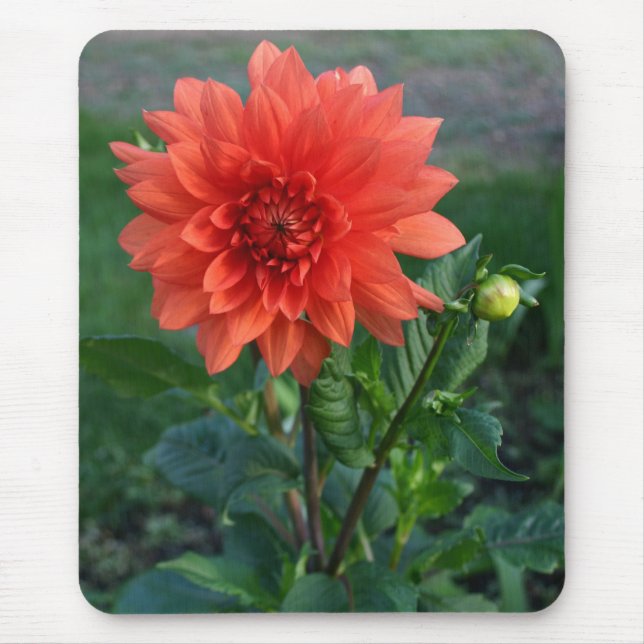 Große orange Dahlie-Blumenknospe Mousepad (Vorne)