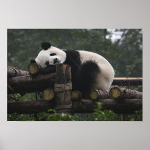 Große Pandas im Großen Panda-Schutzgebiet Poster