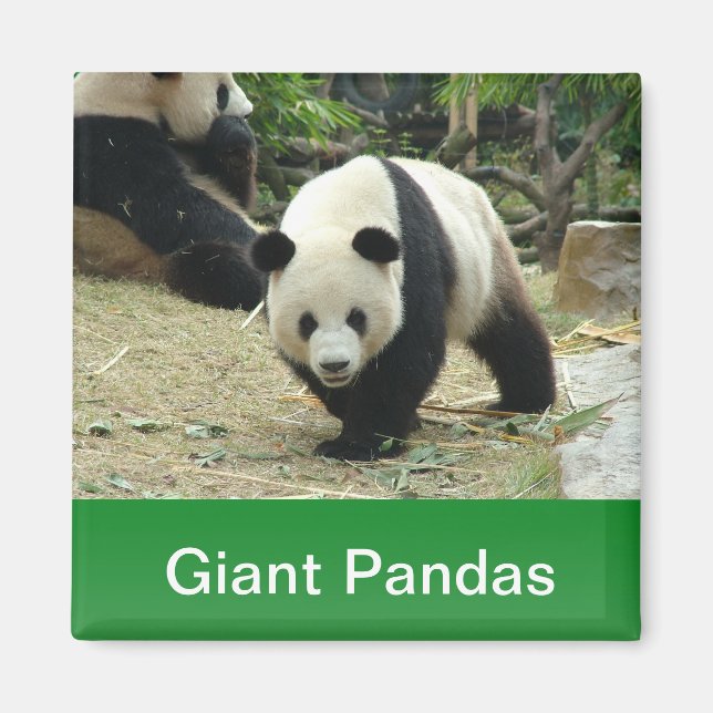 Große Pandas Magnet (Vorne)