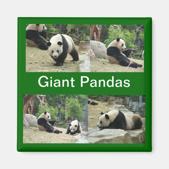 Große Pandas Magnet (Vorne)