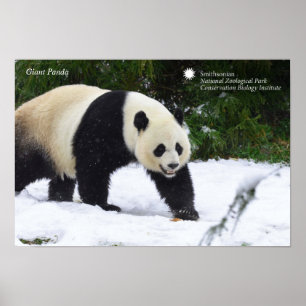 Große Pandas Smithsonian   im Schnee Poster