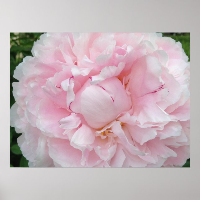Große Pink Peony Blume Poster (Vorne)