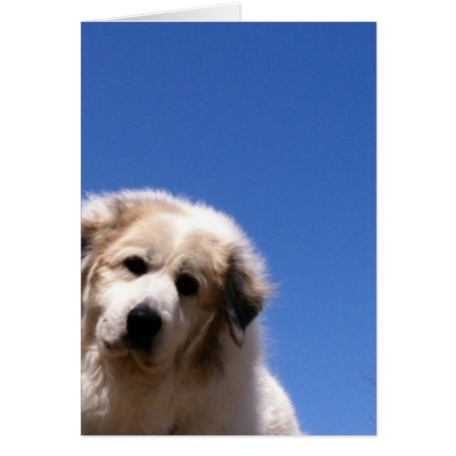 Große Pyrenäen, sanfter Riese (Vorne)