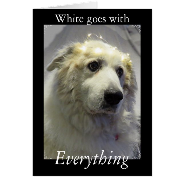 Große Pyrenäen, sanfter Riese (Vorne)