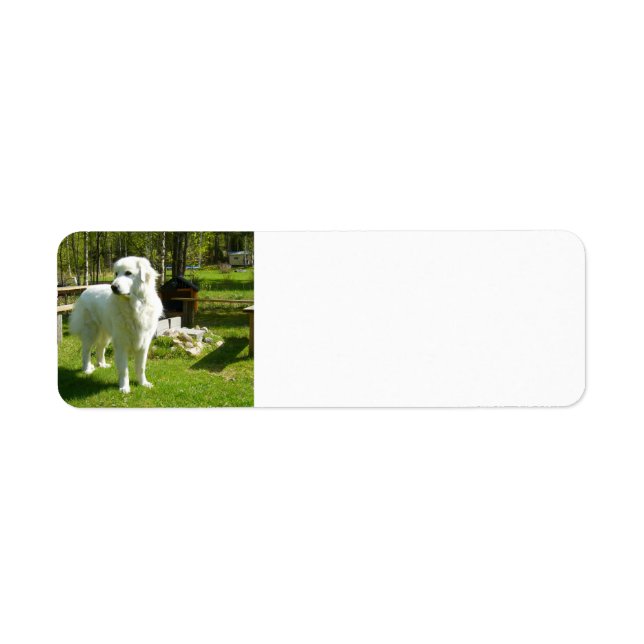 große Pyrenäen voll 2 (Vorne)