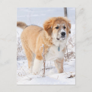 Große Pyrenäen Welpe im Schnee Feiertagspostkarte