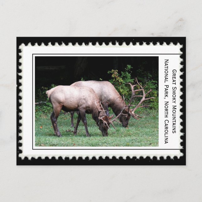 Große, rauchige Berge Postkarte (Vorderseite)