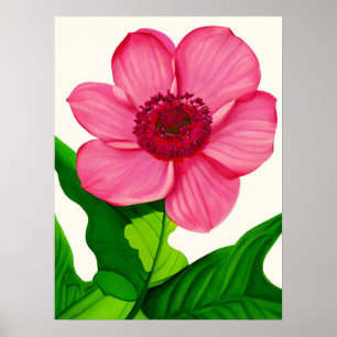 Große rosa Anemone mit smaragdgrünen Blätter Poster
