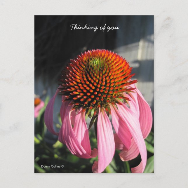 Große rosa Daisy Postkarte (Vorderseite)