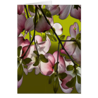 Große rosa Dogwood-Blume - grün