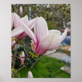 Große, rosa magnolische Blume. Frühjahrsblüte Poster
