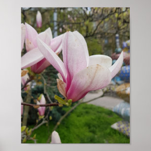 Große, rosa magnolische Blume. Frühjahrsblüte Poster