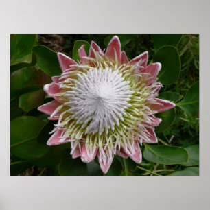 Große rosa und weiße Blume Natur Foto Poster