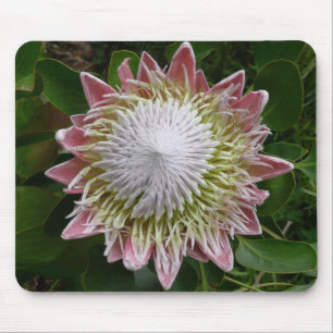 Große rosa und weiße Blumen-Natur-Foto Mousepad