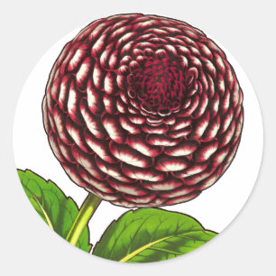 Große Rote / Lila Dahlie Vintage Van Houtte Druck Runder Aufkleber
