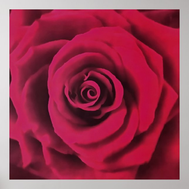 Große Rote Rose Poster (Vorne)