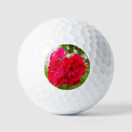 Große rote Rosen im Garten Golfball