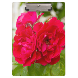 Große rote Rosen im Garten Klemmbrett