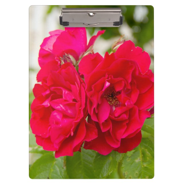 Große rote Rosen im Garten Klemmbrett (Vorderseite)
