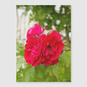 Große rote Rosen im Garten Magnetkarte
