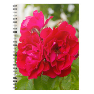 Große rote Rosen im Garten Notizblock